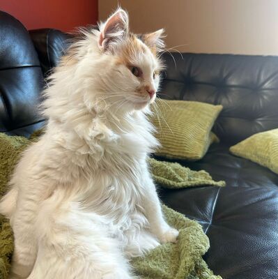 Einzelprinzessin Carmi sucht dringend ein neues Zuhause, EKH - Katze