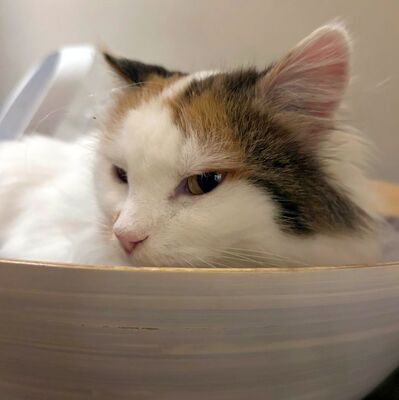 Einzelprinzessin Carmi sucht dringend ein neues Zuhause, EKH - Katze