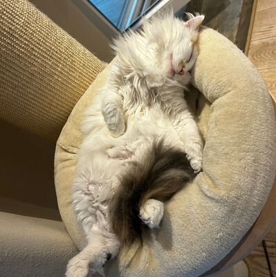 Einzelprinzessin Carmi sucht dringend ein neues Zuhause, EKH - Katze