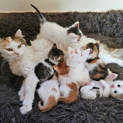 Einzelprinzessin Carmi sucht dringend ihr neues Körbchen, EKH - Katze