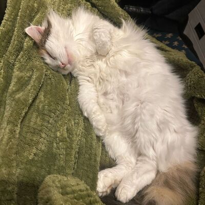Einzelprinzessin Carmi sucht dringend ihr neues Körbchen, EKH - Katze