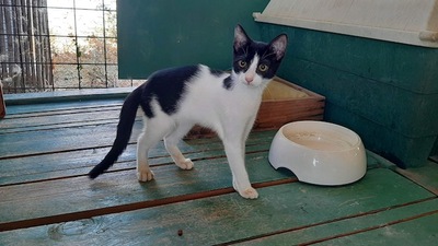 Ella - Liebenswerte Schmusekatze, ca. 6 Monate, Mischling - Katze 1