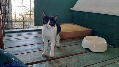 Ella - Liebenswerte Schmusekatze, ca. 6 Monate, Mischling - Katze