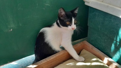 Ella - Liebenswerte Schmusekatze, ca. 6 Monate, Mischling - Katze