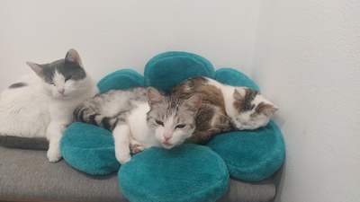 Ella, Mischling - Katze