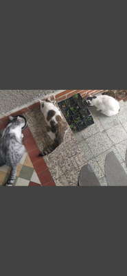 Ella, Mischling - Katze