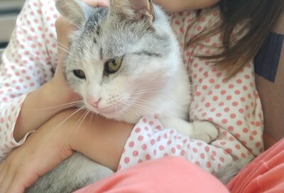 Ella,Pata,Lui, Mischling - Katze