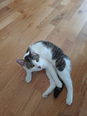 Ellie, Hauskatze Jungtier - Katze