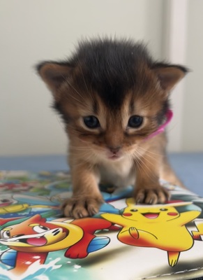 Elly, Eilin und Emil al Masara, Abessinier und Somali Jungtier - Katze