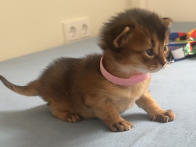 Elly, Eilin und Emil al Masara, Abessinier und Somali Jungtier - Katze
