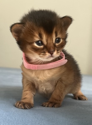 Elly, Eilin und Emil al Masara, Abessinier und Somali Jungtier - Katze