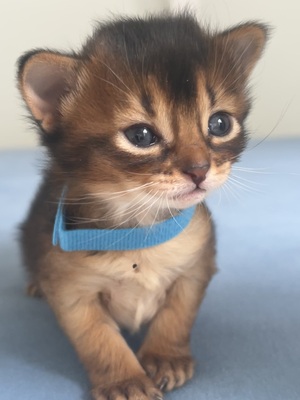 Elly, Eilin und Emil al Masara, Abessinier und Somali Jungtier - Katze