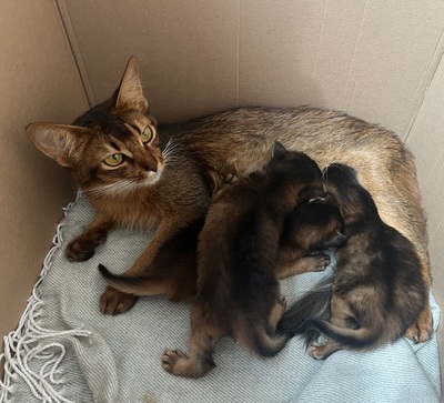 Elly, Eilin und Emil al Masara, Abessinier und Somali Jungtier - Katze