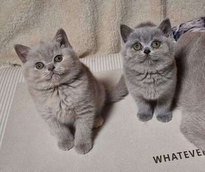 Eloise und Emelie, Britisch Kurzhaar Jungtier - Katze