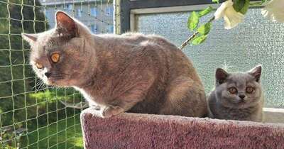 Eloise und Emelie, Britisch Kurzhaar Jungtier - Katze