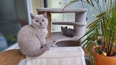 Eloise und Emelie, Britisch Kurzhaar Jungtier - Katze