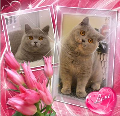 Eloise und Emelie, Britisch Kurzhaar Jungtier - Katze
