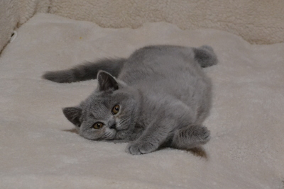 Eloise und Emelie, Britisch Kurzhaar Jungtier - Katze