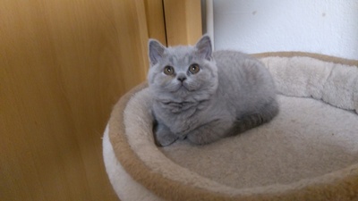 Eloise und Emelie, Britisch Kurzhaar Jungtier - Katze