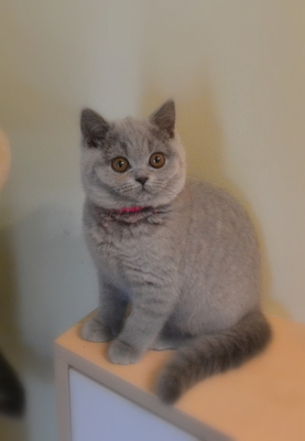 Eloise und Emelie, Britisch Kurzhaar Jungtier - Katze