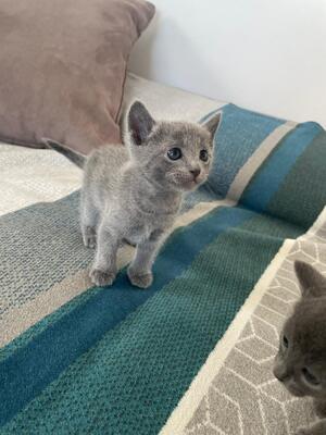 Elsa, Russisch blau Jungtier - Katze
