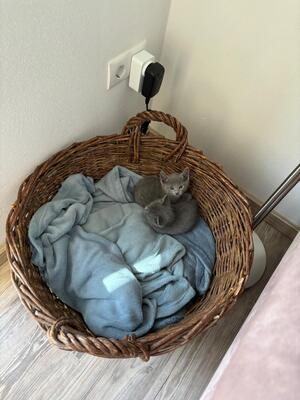Elsa, Russisch blau Jungtier - Katze