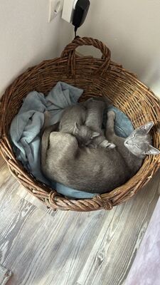 Elsa, Russisch blau Jungtier - Katze