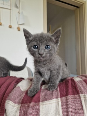 Elsa, Russisch blau Jungtier - Katze