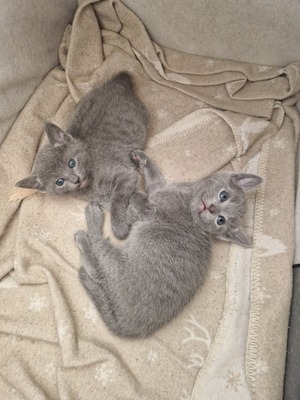 Elsa, Russisch blau Jungtier - Katze