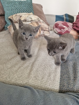 Elsa, Russisch blau Jungtier - Katze