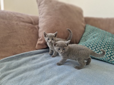 Elsa, Russisch blau Jungtier - Katze