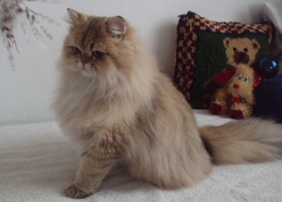 Elviera von der Waldaist, Perser - Katze