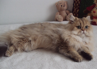 Elviera von der Waldaist, Perser - Katze