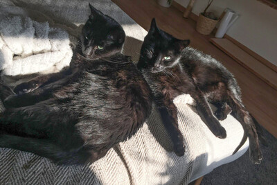 Emi, europäisch Kurzhaar - Kater