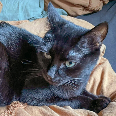 Emi, europäisch Kurzhaar - Kater
