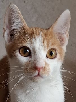 Emil, Europäisch Kurzhaar - Kater