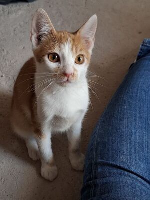 Emil, Europäisch Kurzhaar - Kater