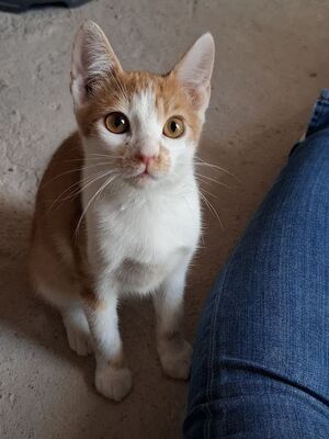 Emil, Europäisch Kurzhaar - Kater