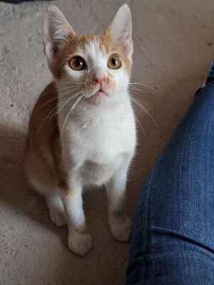 Emil, Europäisch Kurzhaar - Kater