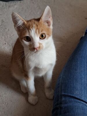 Emil, Europäisch Kurzhaar - Kater