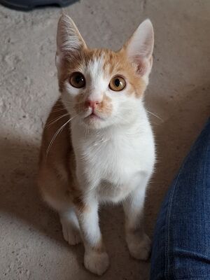 Emil, Europäisch Kurzhaar - Kater