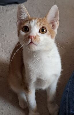 Emil, Europäisch Kurzhaar - Kater