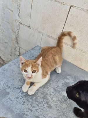 Emil, Europäisch Kurzhaar - Kater