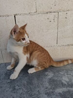 Emil, Europäisch Kurzhaar - Kater