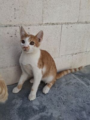 Emil, Europäisch Kurzhaar - Kater