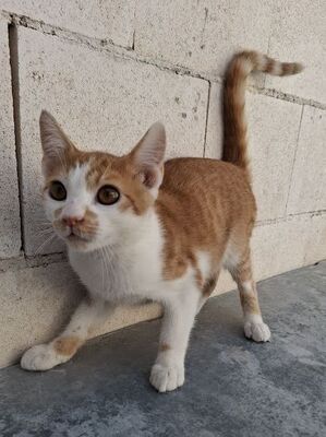 Emil, Europäisch Kurzhaar - Kater