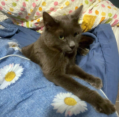 Emma, Eur. Kurzhaar - Katze