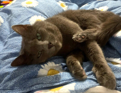 Emma, Eur. Kurzhaar - Katze