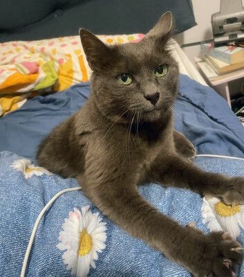Emma, Eur. Kurzhaar - Katze