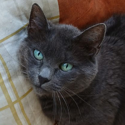 Emma, Eur. Kurzhaar - Katze